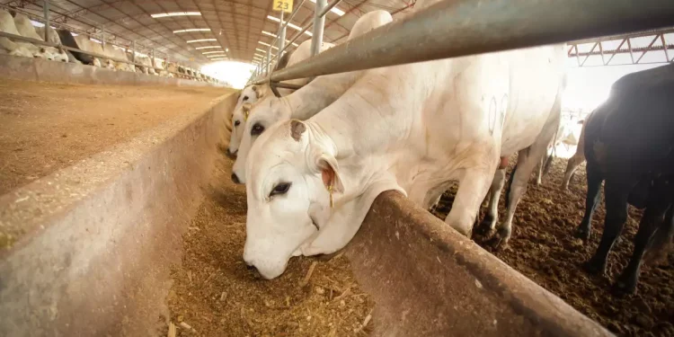 México rechaza suspensión de importaciones ganaderas por parte de EE.UU. tras brote del gusano barrenador