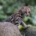 Confirman avistamiento de margay en la reserva Sierra Monte Negro, Morelos